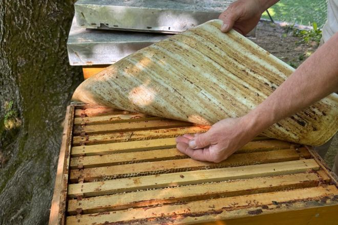 Wissenswertes: Campusbienen