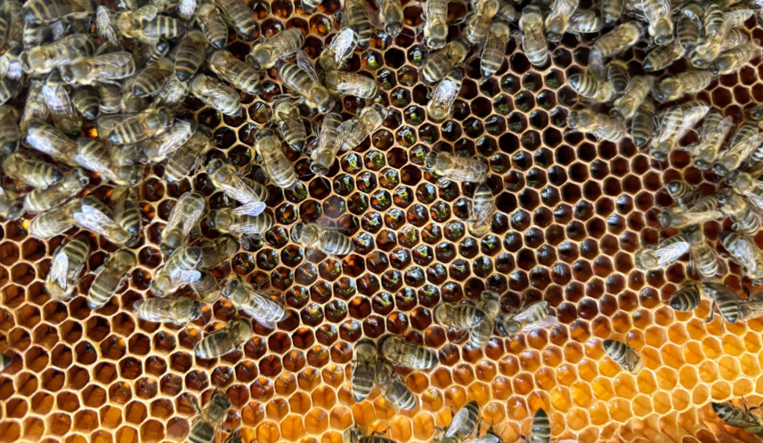 Bienen auf einer Wabe